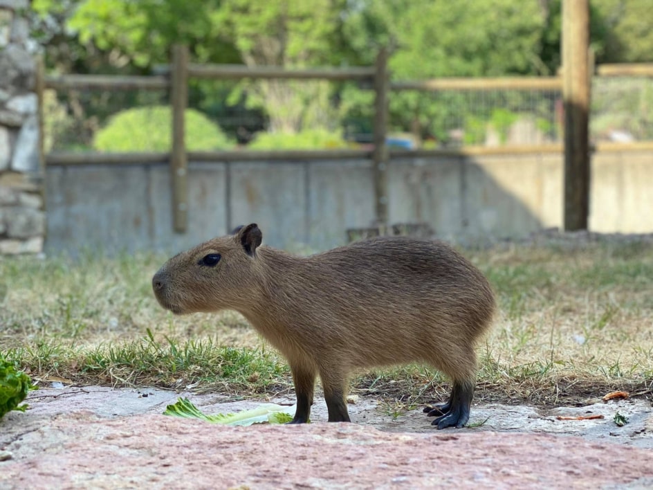 Abilene Zoo Location